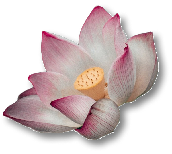 photo de lotus